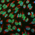 Immunofluorescence of HeLa cells showing clear localized labeling of the DNA in the nucleus with Anti-EWS (Cat. 540-EWS, 1:1000, green) while Anti-Vimentin (Cat. 2105-VIM, 1:5000, red) labels the cytoplasmic intermediate filament, and Hoechst DNA stain (blue).