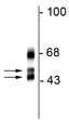 Western blot of rat cortical lysate showing specific immunolabeling of the ~46/48 kDa FOX1 protein.