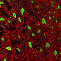 Immunofluorescence of a section of rat brain stem co-labeled with Anti-FOX3 (Cat. 583-FOX3, green, 1:1000) and Anti-MAP2 (Cat. 1100-MAP2, red, 1:5000). The Anti-FOX3 specifically labels the nuclei and the proximal cytoplasm of neuronal cells while the Anti-MAP2 labels dendrites