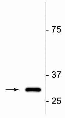 Western blot of colchicine treated Sy5y cell lysate showing specific immunolabeling of the ~32 kDa cleaved actin fragment (fractin). 