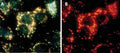 Figure 2. MCF-7 cells were treated with camptothecin to induce apoptosis (Cat. 6210), stained with AO in PBS, washed, and then photographed with an epifluorescence microscope at 40X using either a blue light