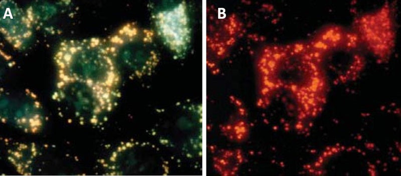 Figure 2. MCF-7 cells were treated with camptothecin to induce apoptosis (cat. 6210), stained with AO in PBS, washed, and then photographed with an epifluorescence microscope at 40X using either a blue light excitation (492 nm) with a 540- 550 nm emission filter (A, lysosomes appear yellowish green), or green light excitation (540 nm) with a long pass >640 nm barrier filter (B, lysosomes appear red). Data courtesy of Dr. Zbigniew Darzynkiewicz (Brander Cancer Research Center Institute, New York, NY).