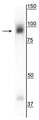 Western blot of rat hippocampal lysate showing specific immunolabeling of the ~93 kDa gephyrin protein.