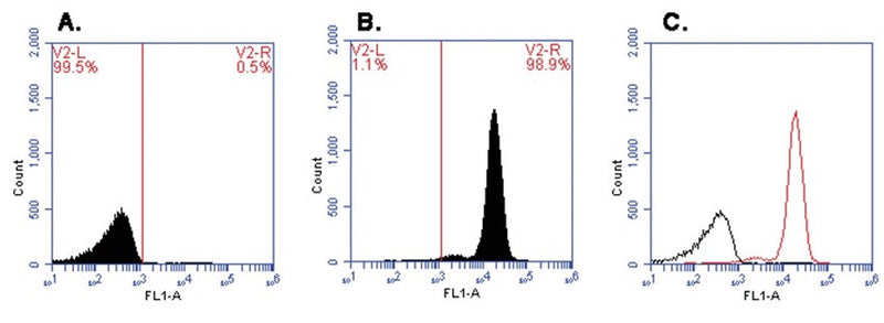 Figure 1. Staining of Healthy Jurkat Cells Healthy Jurkat cells were stained with CFSE or left unstained and then analyzed by flow cytometry using an Accuri C6 flow cytometer equipped with a FL1 99% attenuation filter. Unstained Jurkat cells (A), stained Jurkat cells (B), and the corresponding overlay (C) are shown.