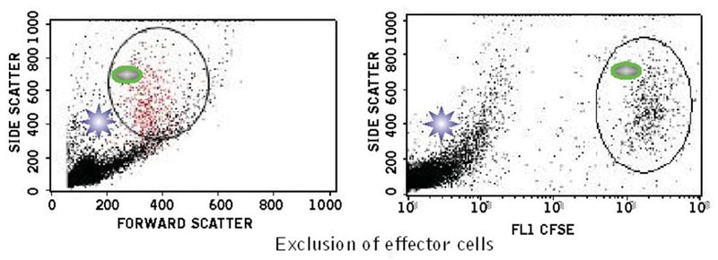 Figure 2. Identification of CFSE-stained Cells. K562 target cells were stained green with CFSE and then subjected to effector cells. Green stained target cells are easily identifiable when analyzed by FL1 vs. SSC on a flow cytometer. Target cells stained green with CFSE move to the right along the X-axis (FL1) of the plot (right) compared with unstained effector cells. This plot becomes particularly important when gating on target cells that are the same size as effector cells.