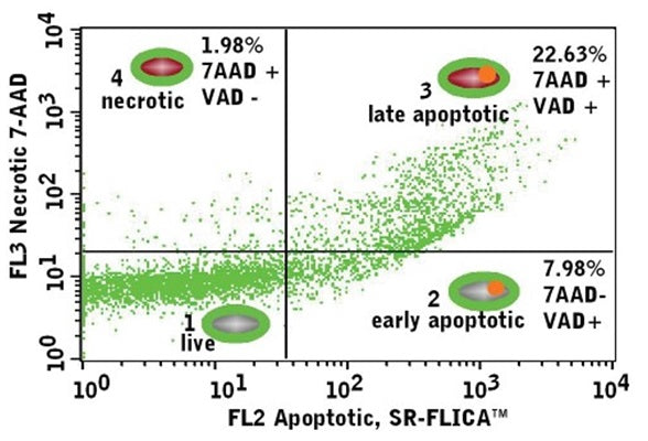 Figure 3. K562 target cells were stained with CFSE to distinguish them from effector cells in FL1 (Fig 2). The target cells were stained with 7-AAD (cat 6163) to identify membrane-compromised necrotic target cells (red in FL3), and with SR-FLICA® (cat 917) to identify caspase-positive apoptotic target cells (orangy-red in FL2). When used together with Total Cytotoxicity Assay kit (cat 972), these reagents identified four populations of cells: live; early apoptotic; late apoptotic; and necrotic.