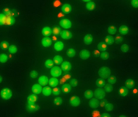 Figure 2. Jurkat cells were exposed to staurosporine to induce apoptosis, then dually stained with the green fluorescent FAM-FLICA poly caspase probe to detect apoptosis via caspase activity, and the red dye 7-AAD to detect necrosis. Early apoptotic cells fluoresce green with FAM-FLICA. Dually stained green and red fluorescing cells are in mid to late stage apoptosis (active caspases and compromised cell membranes). Necrotic cells fluoresce red. (ICT 196:70).