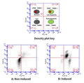 Figure 3. Jurkat cells were treated with DMSO (A) or staurosporine (B), then stained with poly caspase FAM-FLICA apoptosis reagent (Cat. 637) and 7-AAD. FAM-FLICA was analyzed on FL-1, and 7-AAD on FL-3. Four cell populations are identified - see key for