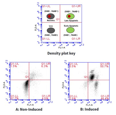 Figure 3. Jurkat cells were treated with DMSO (A) or staurosporine (B), then stained with poly caspase FAM-FLICA apoptosis reagent (Cat. 637) and 7-AAD. FAM-FLICA was analyzed on FL-1, and 7-AAD on FL-3. Four cell populations are identified - see key for details. FAM-FLICA detects cells in early apoptosis (lower right quadrant), which 7-AAD cannot detect alone. Only 10.8% of control cells were apoptotic (LR: 4.5% +UR: 6.3%) compared with 97.1% of induced cells (B; LR: 46.4% + UR: 50.7%) (ICT).