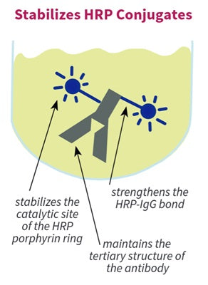 Figure 1. Stabilization of HRP conjugates
