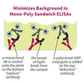 Figure 2. Minimizes background in mono-poly sandwich ELISAs