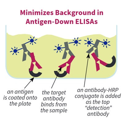 Figure 3. Minimizes background in antigen-down ELISAs