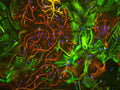 Mixed neuron/glial cultures stained with anti-vimentin (green, 1:500) and rabbit anti-GFAP antibody (Cat. 620-GFAP, red, 1:1000). The blue stains nuclear DNA. Vimentin is expressed alone in fibroblastic and endothelial cells, which are the flattened