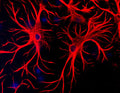 Immunolabeling of mixed neuron and glia cultures where astrocytes are strongly and specifically labeled with Anti-GFAP (Cat. 621-GFAP, 1:1000, red), and nuclear staining with DAPI (blue).