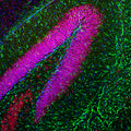 Immunofluorescence of a section of mouse hippocampus colabeled with Anti-GFAP (Cat. 621-GFAP, green, 1:5000) and Anti-FOX3 (red). The Anti-FOX3 labels the nuclei and proximal perikarya of neurons while the Anti-GFAP labels a