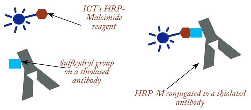 Figure 1. HRP-Maleimide-conjugated to thiolated antibody. Our Conjugation-Ready HRP-Maleimide reagent (HRP-M) makes it easy for scientists to create their own detection conjugates. The maleimide is linked to the HRP, which facilitates a stable bond with sulfhydryl (SH) groups on the target antibody (shown) or other target protein.