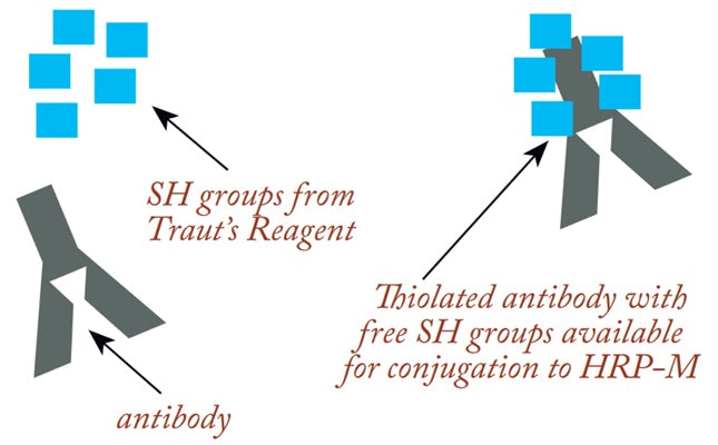 Figure 2. Thiolation. Conjugation-Ready HRP Maleimide links to proteins through free SH groups, which often must be added to the protein using Traut’s reagent prior to conjugation.
