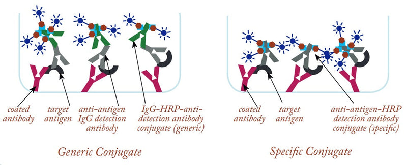 Figure 3. HRP Conjugate used in detection ELISA. HRP-conjugated antibodies are used in ELISAs to generate the signal in the assay. By directly conjugating the HRP to the specific top detection antibody (right), one layer of the sandwich can be eliminated, thereby greatly simplifying the development and optimization of the assay.