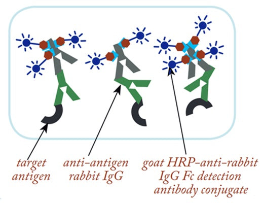 Figure 4. HRP Conjugate used in Western Blot. Conjugated antibodies are used in Western Blots to generate the signal.