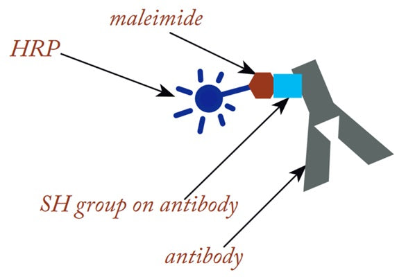 Figure 5. HRP-Conjugated antibody. Conjugation-Ready HRP Maleimide makes it easy to create detection conjugates. The maleimide is linked to the HRP, which facilitates a stable bond with sulfhydryl groups on the target antibody (shown) or protein.