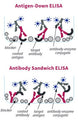 Figure 1. Use of ELISA Blocking Buffer - Non-Mammalian-based in Antigen-Down and Sandwich ELISA formats