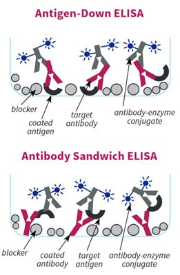 Figure 1. Use of ELISA Blocking Buffer - Non-Mammalian-based in Antigen-Down and Sandwich ELISA formats