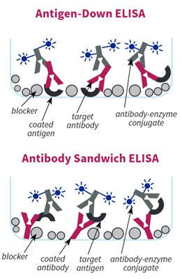 Figure 1. Use of ELISA Blocking Buffer - Non-Mammalian-based in Antigen-Down and Sandwich ELISA formats