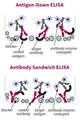 Figure 1. Use of General Block ELISA Blocking Buffer in Antigen-Down and Sandwich ELISA formats