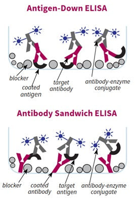 Figure 1. Use of General Block ELISA Blocking Buffer in Antigen-Down and Sandwich ELISA formats