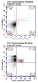 Figure 4. Staurosporine-treated Jurkat cells were stained with FLICA® 660 Poly Caspase Assay Kit (Cat. 9120) and Green Live/Dead Stain, then analyzed by flow cytometry. Four populations of cells were detected: (LL) unstained live cells; (LR)