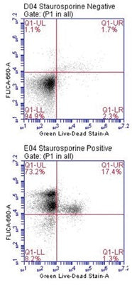 Figure 4. Staurosporine-treated Jurkat cells were stained with FLICA® 660 Poly Caspase Assay Kit (Cat. 9120) and Green Live/Dead Stain, then analyzed by flow cytometry. Four populations of cells were detected: (LL) unstained live cells; (LR) green necrotic cells; (UR) late apoptotic cells stained with red FLICA® 660 and Green Live/Dead Stain; and (UL) red early apoptotic cells. The majority of treated cells (73.2%) are in early apoptosis (bottom plot, UL). Data courtesy of Mrs. T. Murphy, ICT