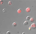 Figure 5. Green Live/Dead Stain and FLICA® 660 Poly Caspase detection reagent (Cat. 9120) were used to assess cell death in staurosporine-treated Jurkat cells. Cells were imaged with a Nikon E800 microscope. The majority