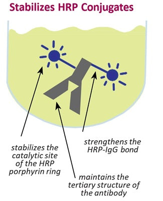 Figure 1. Stabilization of HRP conjugates