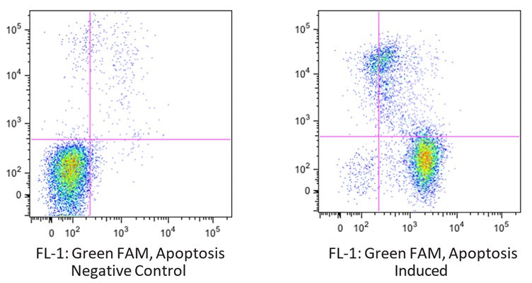 Figure 1. Jurkat cells were treated with DMSO (left) or staurosporine (right), labeled with FAM-VAD-OPH II, washed, and stained with PI. Four cell populations are seen: unstained live cells do not fluoresce (lower left); early apoptotic cells fluoresce green with FAM- VAD-OPH II (lower right); late apoptotic cells (upper right) fluoresce green (active caspases) and red (permeabilized cell membrane); and necrotic cells fluoresce red (upper left). Data of Dr. M. Olin, University of Minnesota.