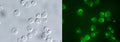 Figure 1. Jurkat cells were treated with staurosporine to induce apoptosis, and then labeled with FAM-DEVD-OPH (Cat. 6356). Wet-mount slides were prepared and green fluorescence (right) was detected using a band pass filter (excitation at 488 nm, emission