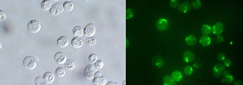 Figure 1. Jurkat cells were treated with staurosporine to induce apoptosis, and then labeled with FAM-DEVD-OPH (cat. 6356). Wet-mount slides were prepared and green fluorescence (right) was detected using a band pass filter (excitation at 488 nm, emission at 520 nm). FAM-DEVD-OPH reveals complete caspase-3/7 activation in the form of green fluorescence in all cells. The corresponding DIC image is shown (left). Data courtesy of Ms. Tracy Hanson, ICT (ICT111709; FAM-DEVD-OPH_in_59_60).