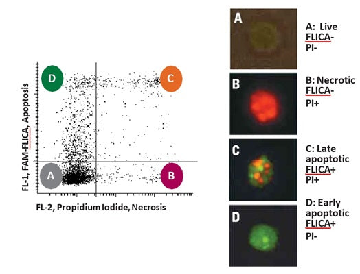 Figure 2. HL-60 cells were treated with a drug, then stained with FLICA® FAM-VAD-FMK poly-caspase inhibitor reagent (green) (Cat. 92) and propidium iodide (red) (PI). Scanning laser cytometer analysis. Four populations of cells were detected: (A) Unstained live cells, (B) red necrotic cells (PI), (C) green and red late apoptotic cells (FAM-FLICA® plus PI), and (D) green early apoptotic cells (FAM-FLICA®). Data courtesy of Dr. Z. Darzynkiewicz, Brander Cancer Center, NY.