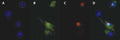 Figure 3. Cell death in primary rat hippocampal neurons. (D) is a composite of FLICA® FAM-DEVD-FMK (B), PI (C), and Hoechst (A). DNA is labeled in 4 cells (A), 3 cells are caspase-positive (B), 2 are membrane-compromised (C). One cell is in early apoptosis (green but not red). Two FLICA®-positive cells are also PI-positive (red, C) (becoming membrane compromised) and are in the late stages of apoptosis rather than necrosis. Data courtesy of Dr. Z. Kahraman Akozer, University of Maryland.