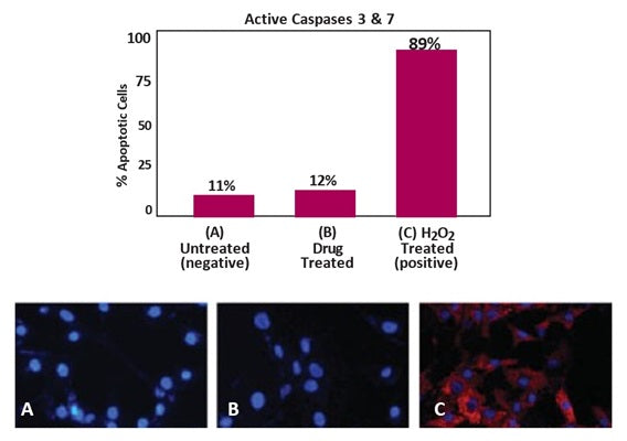 Figure 1. MR-(DEVD)2 (cat. 936) and Hoechst 33342 were used to quantify apoptosis in human PASMCs. Cells were treated with a negative control (A), a drug that inhibits proliferation (B), or H2O2 to induce apoptosis (C). Apoptotic cells stained red with cleaved MR-(DEVD)2 and blue with Hoechst. They have less intense blue nuclei than healthy cells, which have bright blue nuclei. Research of Dr. F. Perros, et al., Universite Paris-Sud 11; Clamart; Hopital Henri-Mondor, Creteil, France.