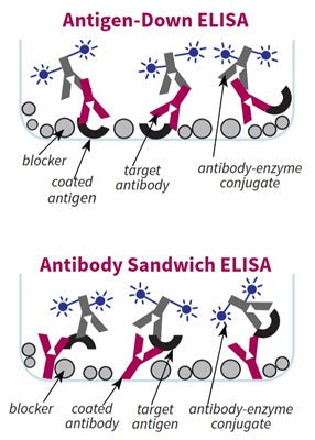 Figure 1. Use of ELISA Blocking Buffer in Antigen-Down and Sandwich ELISA formats