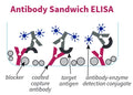 Figure 1. Antibody Sandwich ELISA