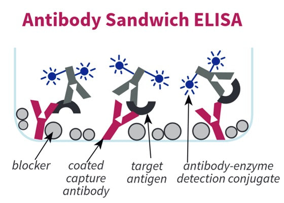Figure 1. Antibody Sandwich ELISA