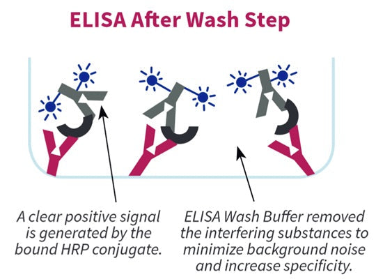 Figure 2. ELISA after wash step