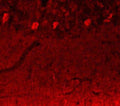 Immunohistochemistry of 10 micron cryostat sections of rat brain fixed with 4% formaldehyde by transcardial perfusion showing specific staining of Notch 3. 
