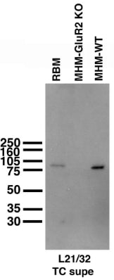 Immunoblot of membranes from adult rat brain (RBM) and adult GluA2/GluR2 knockout (KO) and wild-type (WT) mouse hippocampi (MHM). Mouse samples courtesy of Richard Huganir (Johns Hopkins University).