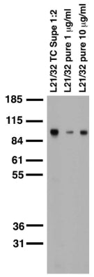 Adult rat brain membrane immunoblot.