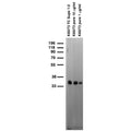 Adult rat brain membrane immunoblot.