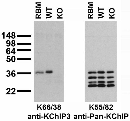 Immunoblot versus crude membranes from adult rat brain (RBM) and WT and KChIP3 KO mouse brains probed with K66/38 (left) and K55/82 (right) TC supe. Mouse samples courtesy of Takeshi Sakurai and Joseph Buxbaum (Mount Sinai School of Medicine).