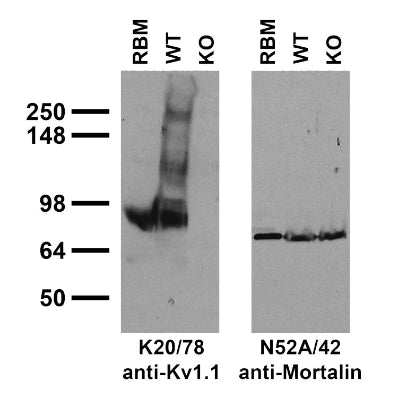 Immunoblot against crude brain membranes from adult rat (RBM) and Kv1.1 wild-type (WT) or knock-out (KO) mouse probed with K20/78 (left) or N52A/42 (right) TC supe.