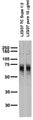 Adult rat brain membrane immunoblot.
